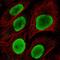 Heparin Binding Growth Factor antibody, HPA053422, Atlas Antibodies, Immunofluorescence image 