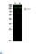 GLI Family Zinc Finger 1 antibody, LS-C813273, Lifespan Biosciences, Western Blot image 