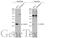 Fibroblast Growth Factor 13 antibody, GTX101008, GeneTex, Western Blot image 