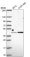 Interferon Regulatory Factor 2 antibody, NBP2-56712, Novus Biologicals, Western Blot image 