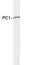 Neuroendocrine convertase 1 antibody, GTX23532, GeneTex, Western Blot image 