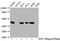 Erk1 antibody, CSB-RA013456A204phHU, Cusabio, Western Blot image 