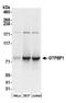 GTP Binding Protein 1 antibody, A304-662A, Bethyl Labs, Western Blot image 