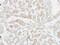 Follistatin Like 1 antibody, PA5-28451, Invitrogen Antibodies, Immunohistochemistry frozen image 