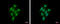 UMP-CMP kinase antibody, GTX105566, GeneTex, Immunocytochemistry image 