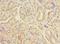 TBC1 Domain Family Member 19 antibody, LS-C378635, Lifespan Biosciences, Immunohistochemistry frozen image 