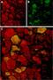 Transient Receptor Potential Cation Channel Subfamily V Member 4 antibody, PA5-77319, Invitrogen Antibodies, Immunohistochemistry paraffin image 