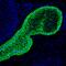 Keratin 5 antibody, MA5-12596, Invitrogen Antibodies, Immunohistochemistry frozen image 