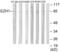 Enhancer Of Zeste 1 Polycomb Repressive Complex 2 Subunit antibody, abx013734, Abbexa, Western Blot image 