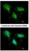 Fumarate Hydratase antibody, NBP1-32893, Novus Biologicals, Immunocytochemistry image 