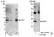 Nucleic Acid Binding Protein 2 antibody, NBP1-06561, Novus Biologicals, Western Blot image 