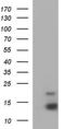 Eukaryotic Translation Initiation Factor 4E Binding Protein 3 antibody, TA590649, Origene, Western Blot image 