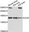 Unc-51 Like Kinase 4 antibody, LS-C349306, Lifespan Biosciences, Western Blot image 