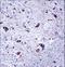 Casein Kinase 1 Gamma 1 antibody, LS-C164355, Lifespan Biosciences, Immunohistochemistry frozen image 