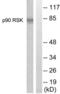 Ribosomal Protein S6 Kinase A1 antibody, LS-C117684, Lifespan Biosciences, Western Blot image 