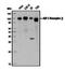 Insulin Like Growth Factor 1 Receptor antibody, LS-C24709, Lifespan Biosciences, Western Blot image 