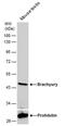 T antibody, PA5-78422, Invitrogen Antibodies, Western Blot image 