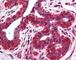 Eukaryotic Translation Initiation Factor 3 Subunit B antibody, 49-236, ProSci, Immunohistochemistry frozen image 