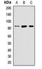 Solute Carrier Family 39 Member 6 antibody, orb412296, Biorbyt, Western Blot image 