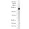 Heat Shock Protein Family A (Hsp70) Member 14 antibody, 11117, QED Bioscience, Western Blot image 