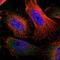 MAGE Family Member A8 antibody, NBP1-92097, Novus Biologicals, Immunofluorescence image 