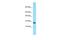 Transmembrane Protein 50B antibody, PA5-70468, Invitrogen Antibodies, Western Blot image 