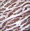Pseudouridine Synthase 1 antibody, LS-C162327, Lifespan Biosciences, Immunohistochemistry paraffin image 