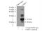 Parkinsonism Associated Deglycase antibody, 11681-1-AP, Proteintech Group, Immunoprecipitation image 