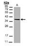 Malate Dehydrogenase 2 antibody, orb69929, Biorbyt, Western Blot image 