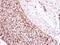 Glutamate dehydrogenase 1, mitochondrial antibody, NBP2-16679, Novus Biologicals, Immunohistochemistry paraffin image 