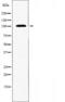 Nadrin antibody, orb226944, Biorbyt, Western Blot image 