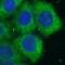Purinergic Receptor P2X 4 antibody, FNab06069, FineTest, Immunofluorescence image 