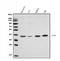 F11 Receptor antibody, A02068-2, Boster Biological Technology, Western Blot image 