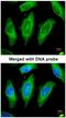 Serine/Threonine Kinase 24 antibody, NBP1-31360, Novus Biologicals, Immunofluorescence image 