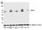 SRY-Box 10 antibody, NBP2-76378, Novus Biologicals, Western Blot image 