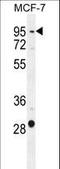 Patched Domain Containing 3 antibody, LS-C162266, Lifespan Biosciences, Western Blot image 