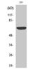 Cell Division Cycle 23 antibody, A05798, Boster Biological Technology, Western Blot image 