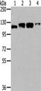 Ubiquitin Like Modifier Activating Enzyme 1 antibody, CSB-PA098218, Cusabio, Western Blot image 