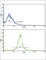 Adiponectin Receptor 1 antibody, abx034037, Abbexa, Western Blot image 