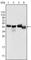 Apolipoprotein A4 antibody, abx010414, Abbexa, Western Blot image 