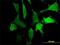 Signal Regulatory Protein Alpha antibody, H00140885-M10, Novus Biologicals, Immunofluorescence image 