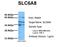 Solute Carrier Family 6 Member 8 antibody, NBP1-60082, Novus Biologicals, Western Blot image 