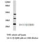 Tyrosine 3-Monooxygenase/Tryptophan 5-Monooxygenase Activation Protein Beta antibody, LS-C176845, Lifespan Biosciences, Western Blot image 