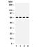 G Protein-Coupled Receptor Kinase 6 antibody, R32102, NSJ Bioreagents, Western Blot image 