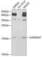 GABA Type A Receptor-Associated Protein antibody, GTX33208, GeneTex, Western Blot image 