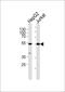 F2R Like Thrombin Or Trypsin Receptor 3 antibody, PA5-72396, Invitrogen Antibodies, Western Blot image 