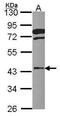 FGFR1 Oncogene Partner antibody, PA5-30431, Invitrogen Antibodies, Western Blot image 