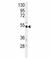 Beta-Secretase 1 antibody, F50757-0.4ML, NSJ Bioreagents, Western Blot image 