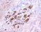 TIMP Metallopeptidase Inhibitor 2 antibody, AF971, R&D Systems, Immunohistochemistry paraffin image 