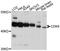Cyclin Dependent Kinase 9 antibody, A0886, ABclonal Technology, Western Blot image 